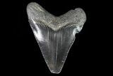 Juvenile Megalodon Tooth - Georgia #75411-1